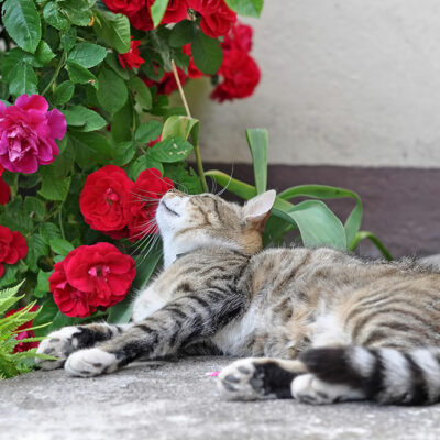Houseplants That Pose a Threat to  Cats