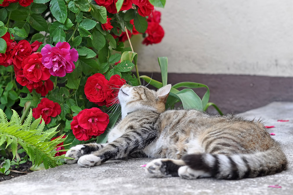 Houseplants That Pose a Threat to  Cats