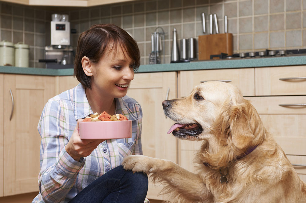Signs and Triggers for Food Allergies in Dogs