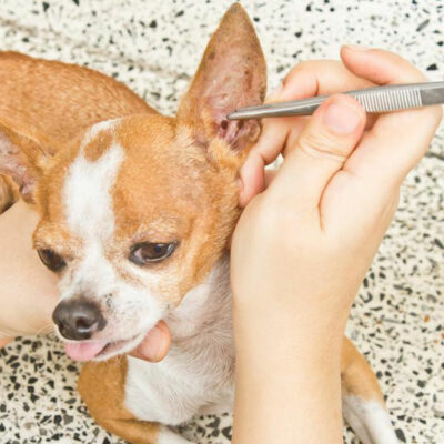5 Simple Ways to Protect Dogs from Fleas and Ticks