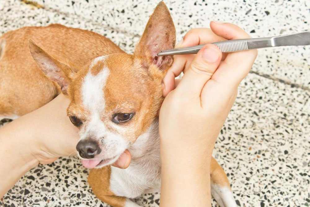 5 Simple Ways to Protect Dogs from Fleas and Ticks