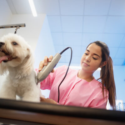 Top Earning Side Hustles